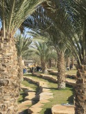 Picknick in de Wadi